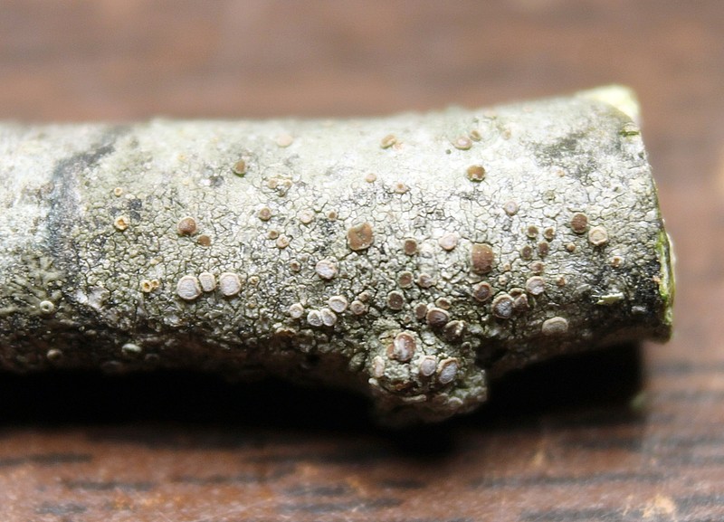 Orange Lichen photo 5