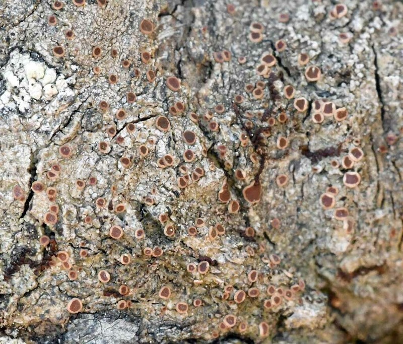 Orange Lichen photo 8