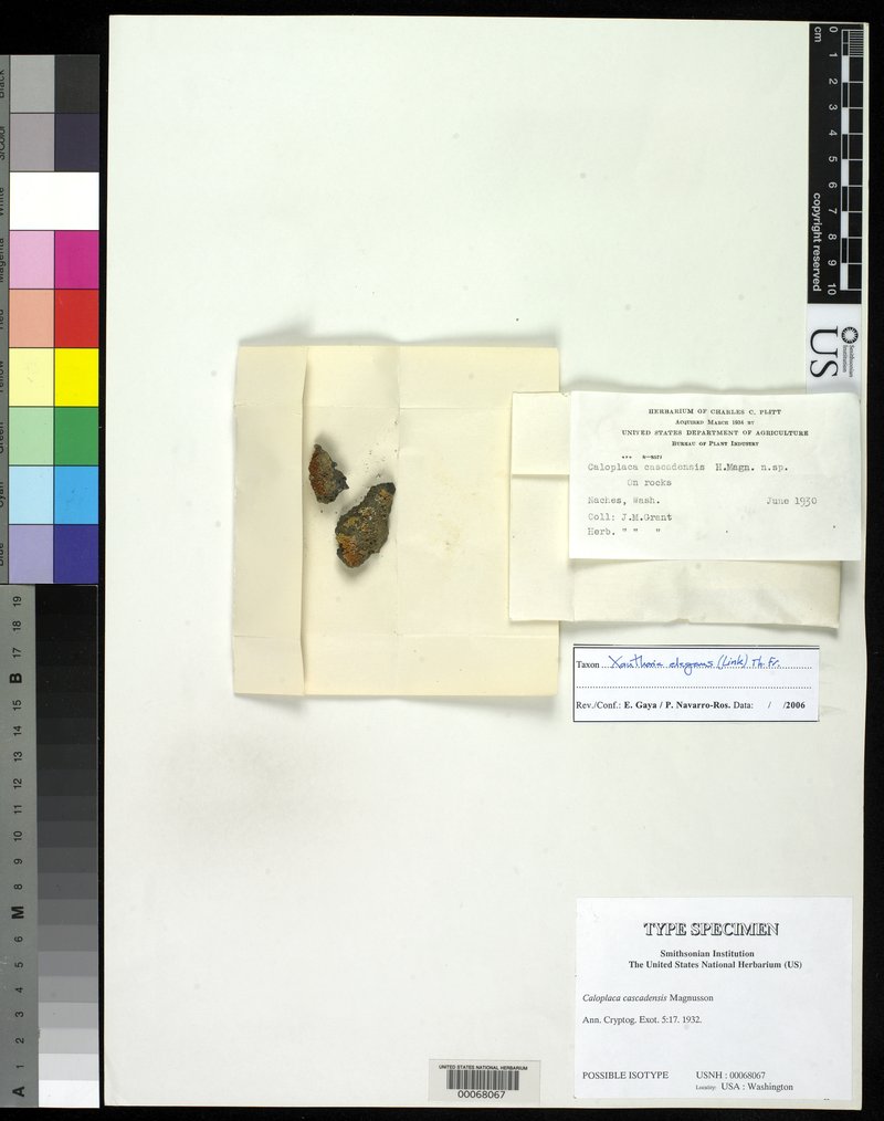 Cascade Orange Lichen