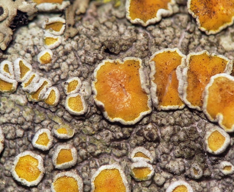 Orange Lichen