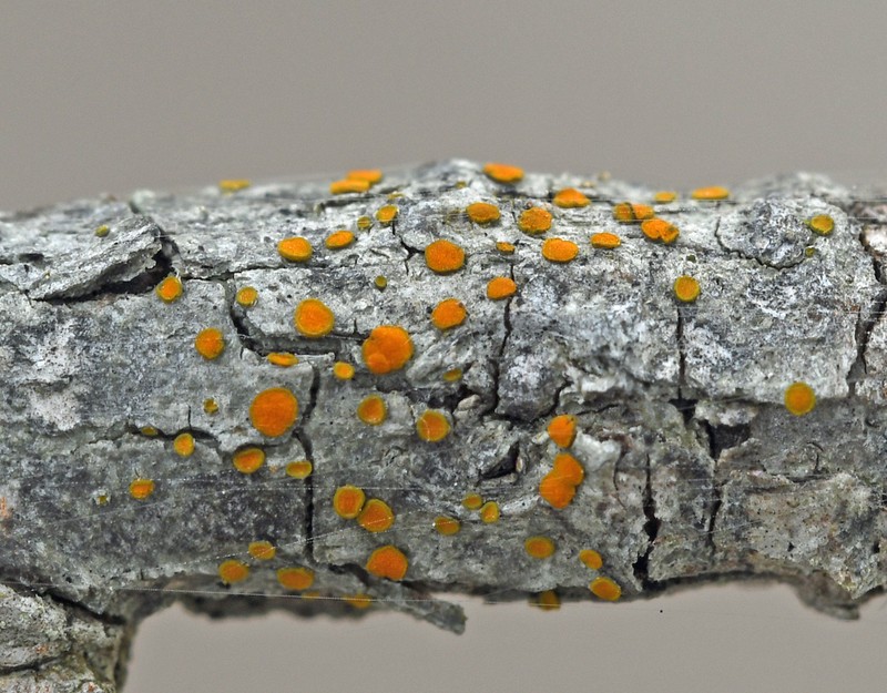 Orange Lichen photo 2
