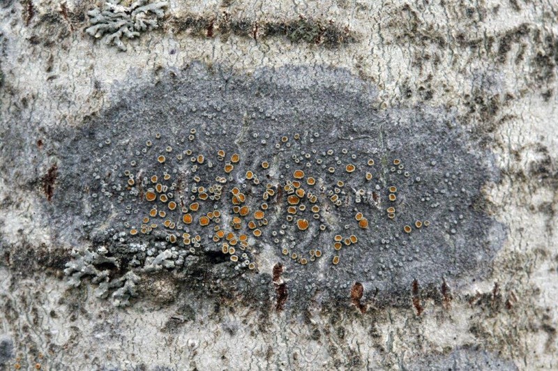 Orange Lichen photo 3