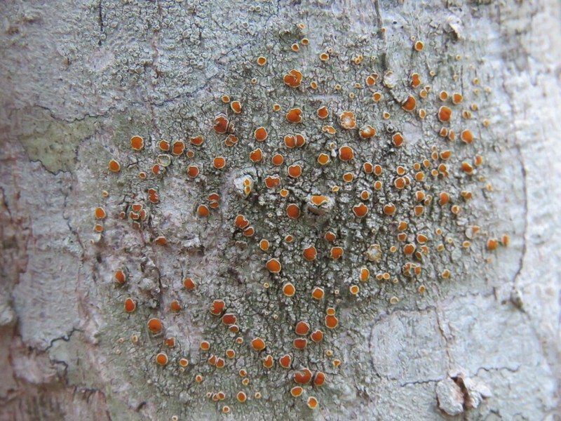 Orange Lichen photo 4