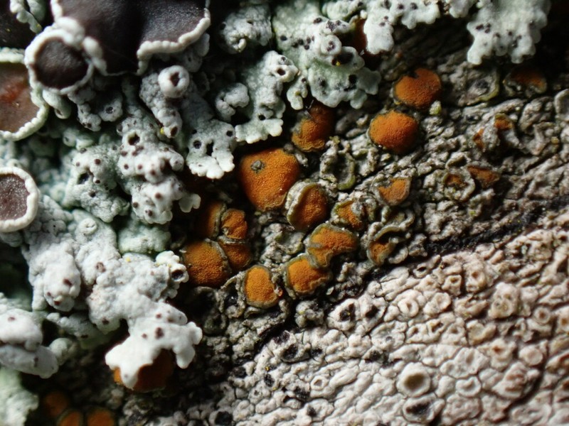 Orange Lichen photo 5
