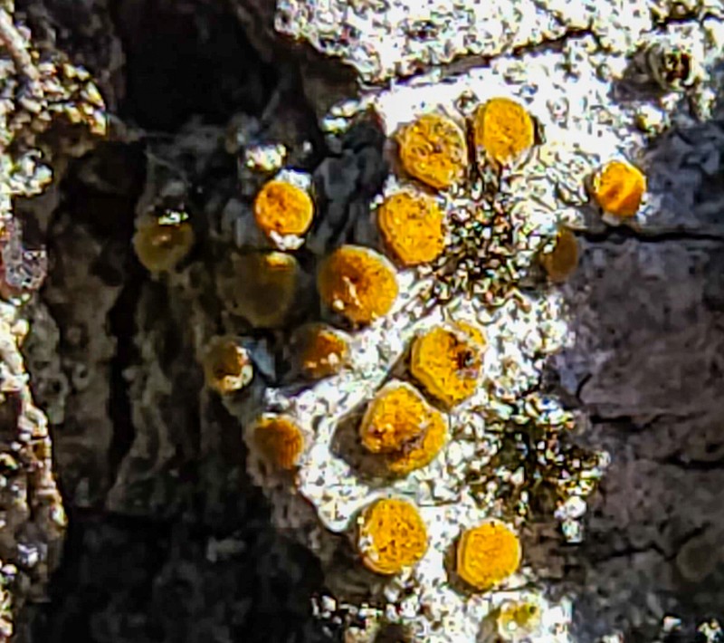 Orange Lichen photo 6