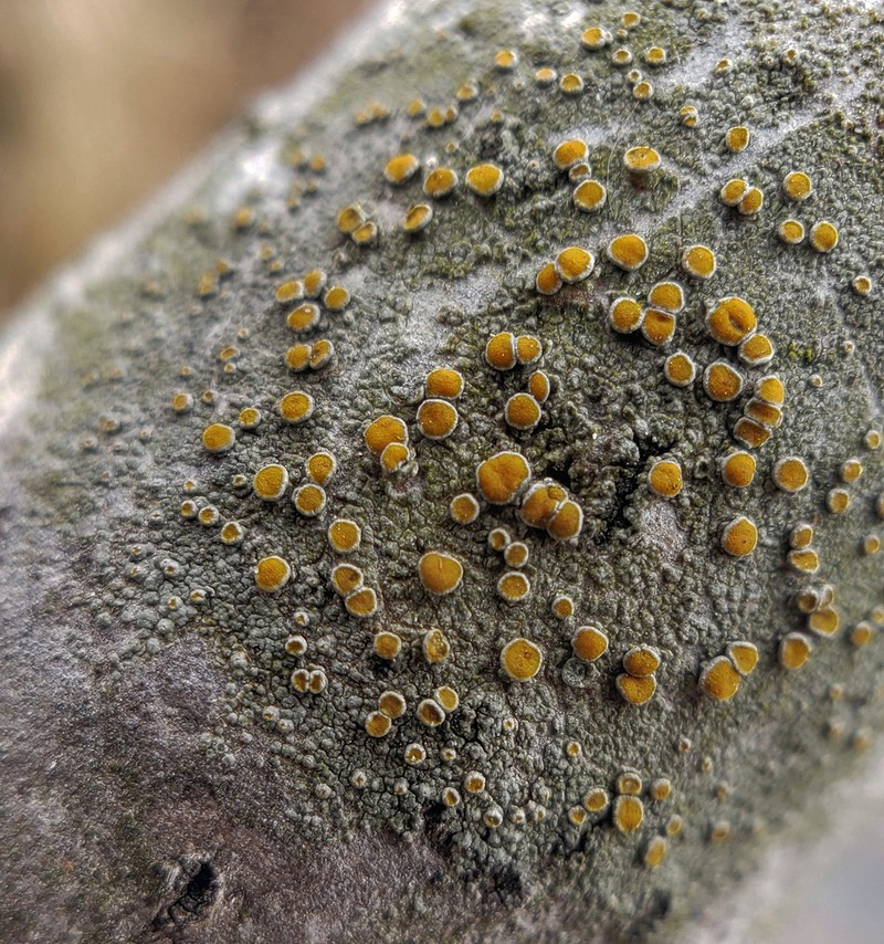 Orange Lichen photo 7