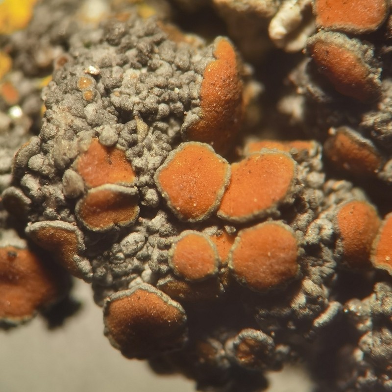 Caloplaca chlorina photo 2