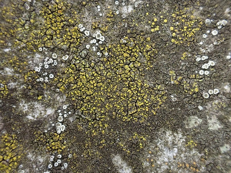 Caloplaca chlorina photo 3