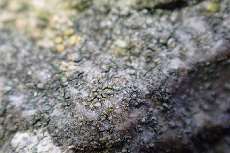 Caloplaca chlorina photo 4