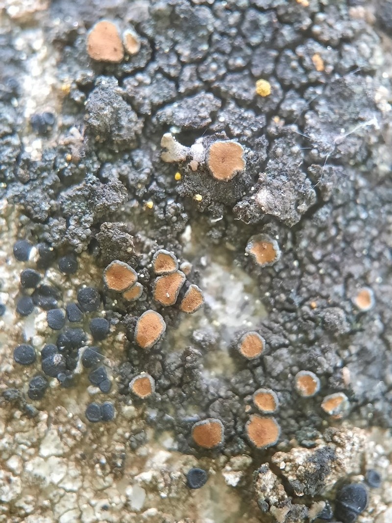 Caloplaca chlorina photo 5
