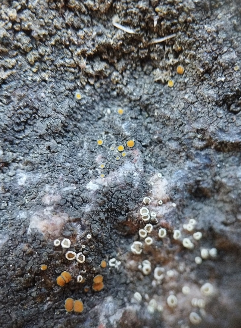 Caloplaca chlorina photo 6