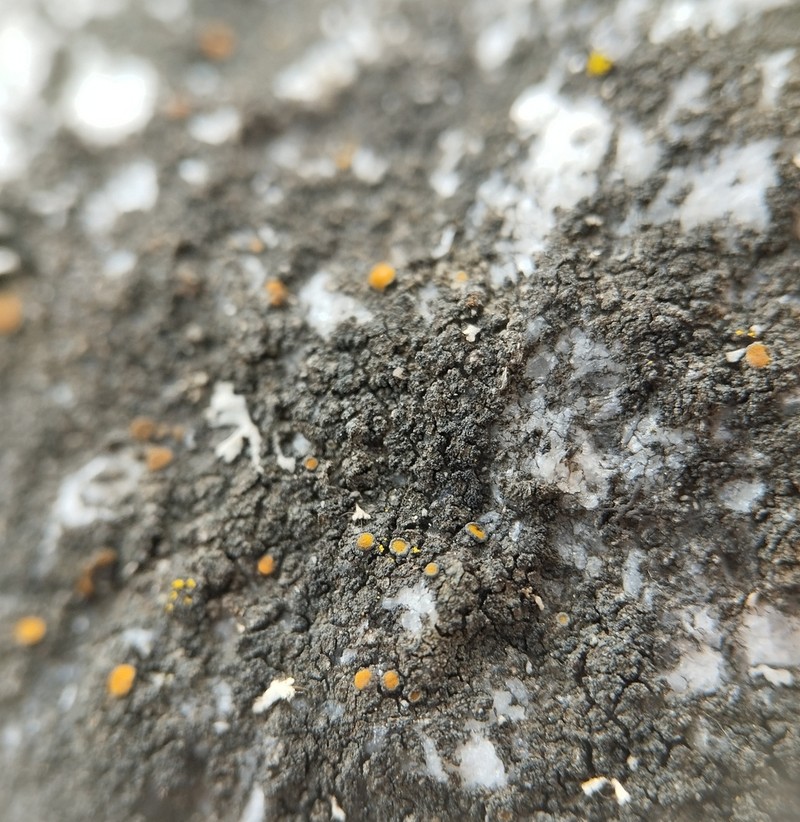 Caloplaca chlorina photo 7