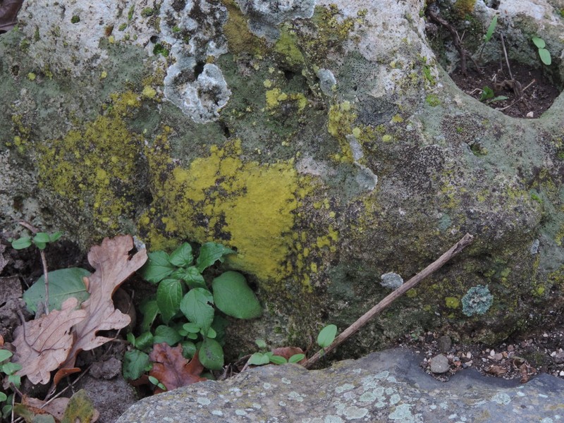 Caloplaca chrysodeta photo 2