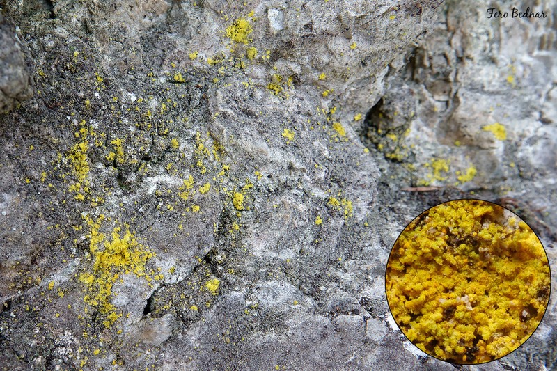 Caloplaca chrysodeta photo 3
