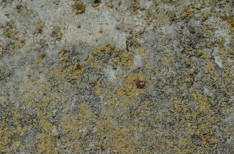 Caloplaca chrysodeta photo 4