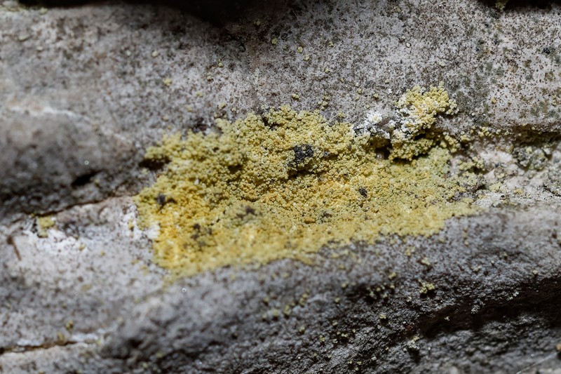 Caloplaca chrysodeta photo 5