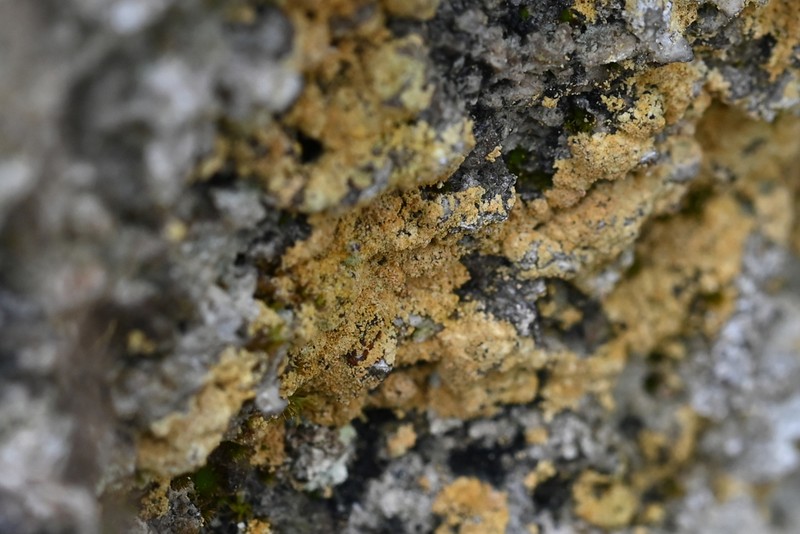 Caloplaca chrysodeta photo 6