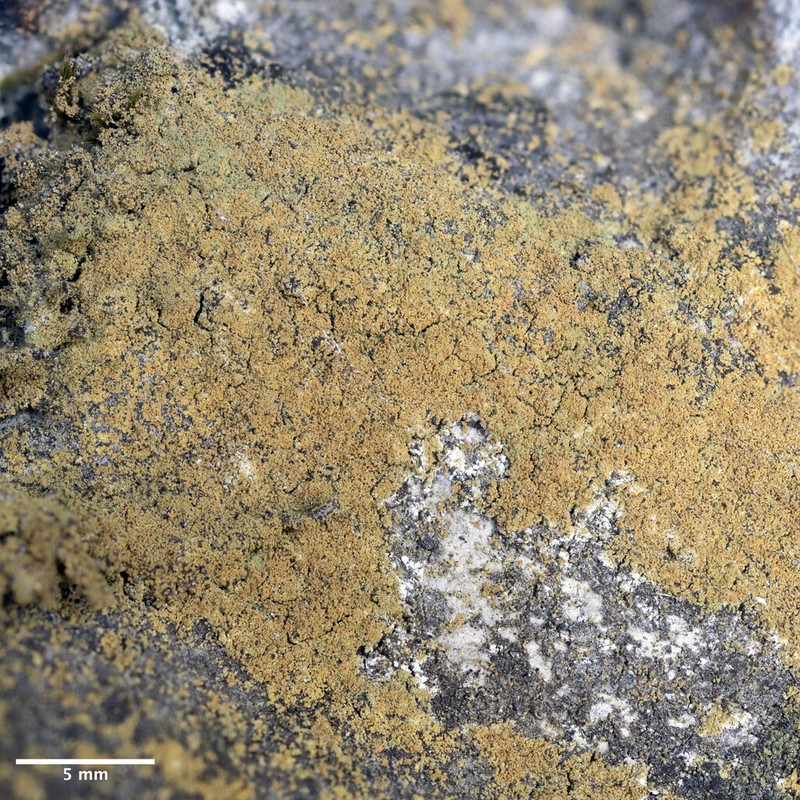 Caloplaca chrysodeta photo 7