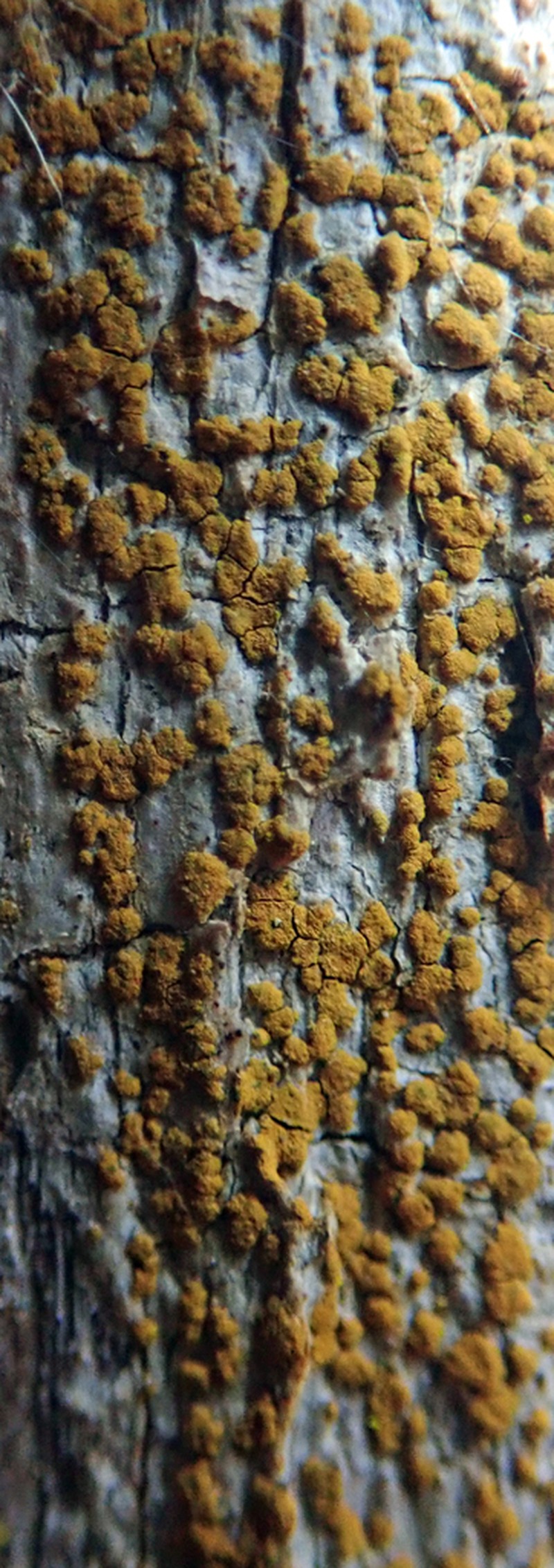 Orange Lichen