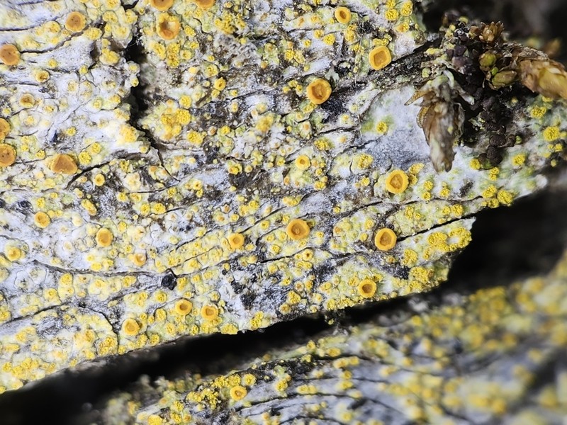 Orange Lichen photo 2