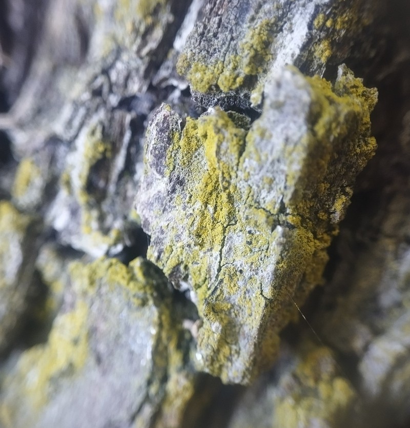 Orange Lichen photo 3