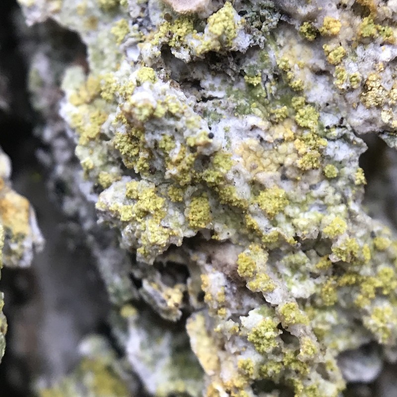Orange Lichen photo 4