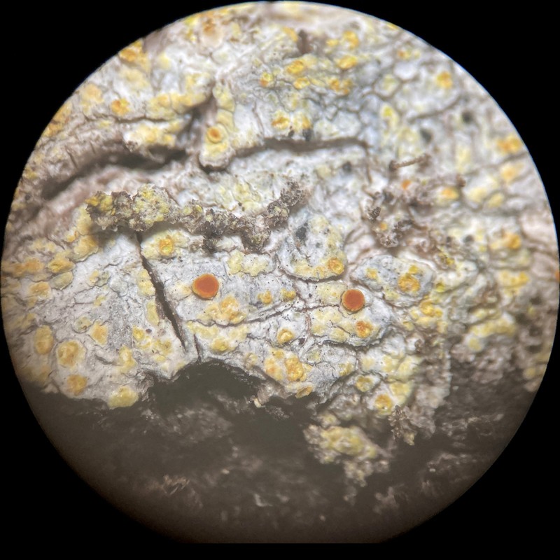Orange Lichen photo 5