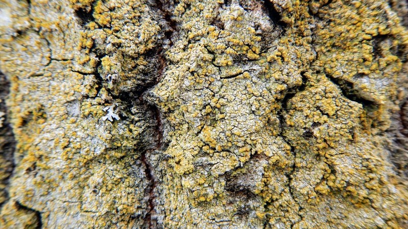 Orange Lichen photo 6