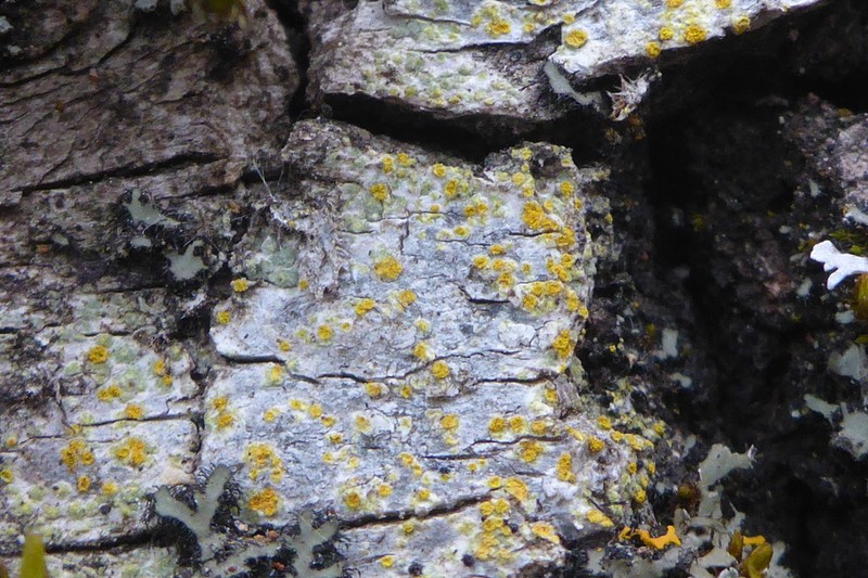 Orange Lichen photo 7