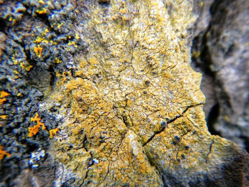 Orange Lichen photo 8