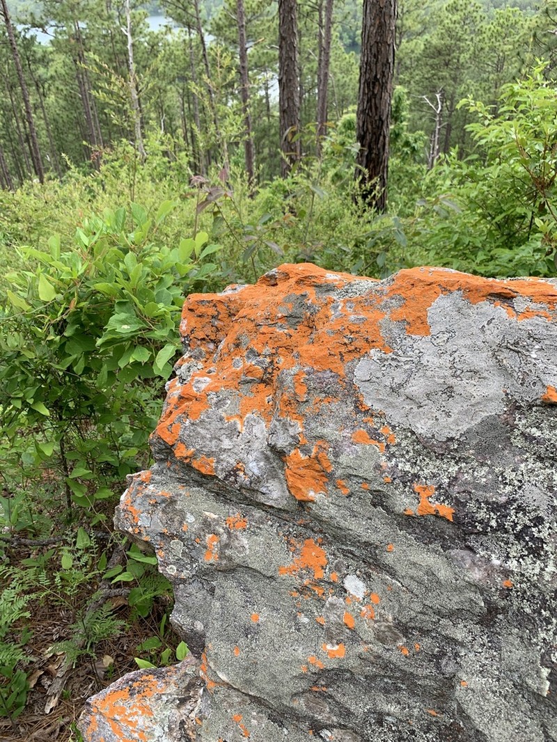 Cinnabar Orange Lichen