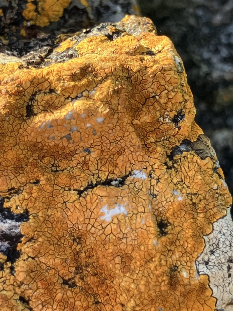 Cinnabar Orange Lichen photo 4