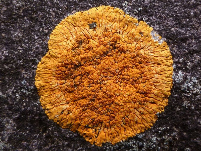 Cinnabar Orange Lichen photo 5