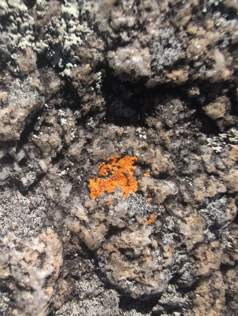 Cinnabar Orange Lichen photo 6