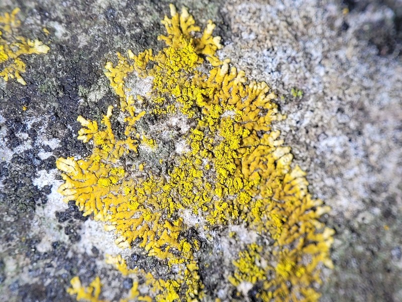 Orange Lichen