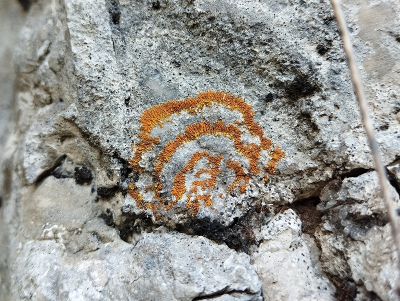 Orange Lichen photo 2