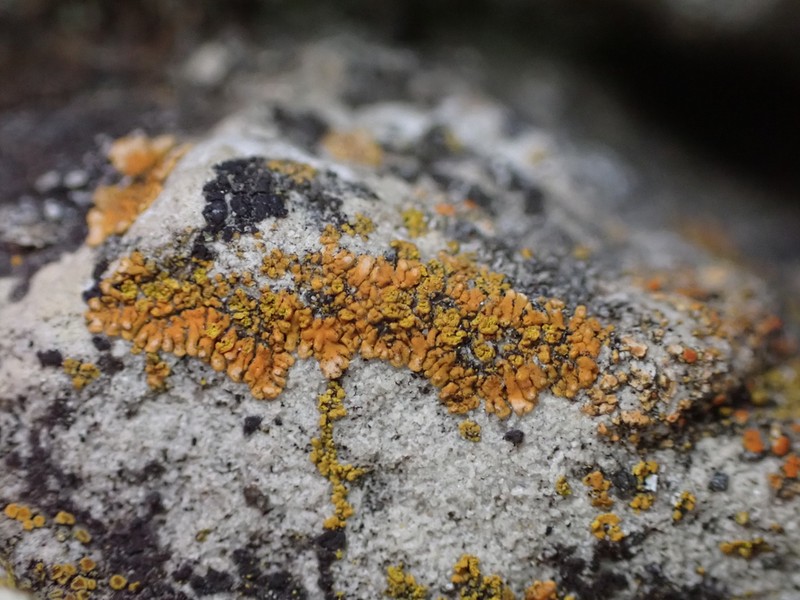 Orange Lichen photo 3