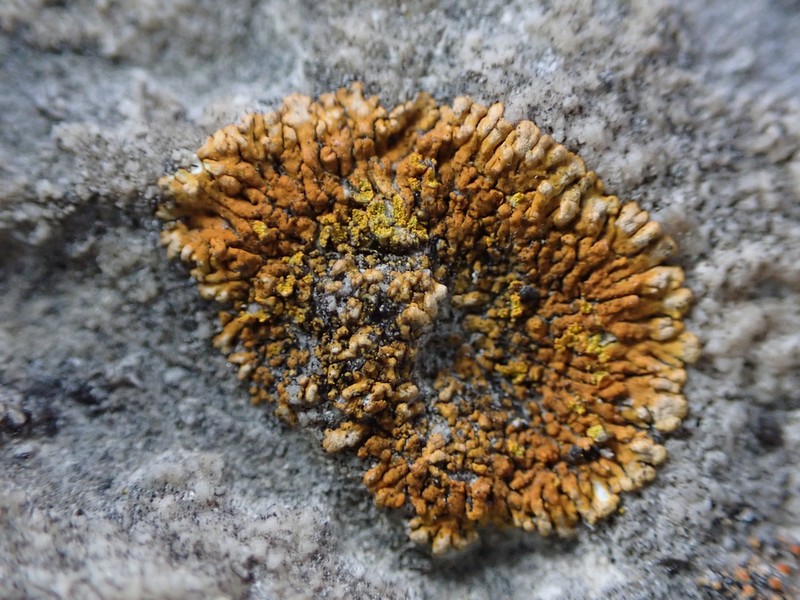 Orange Lichen photo 4