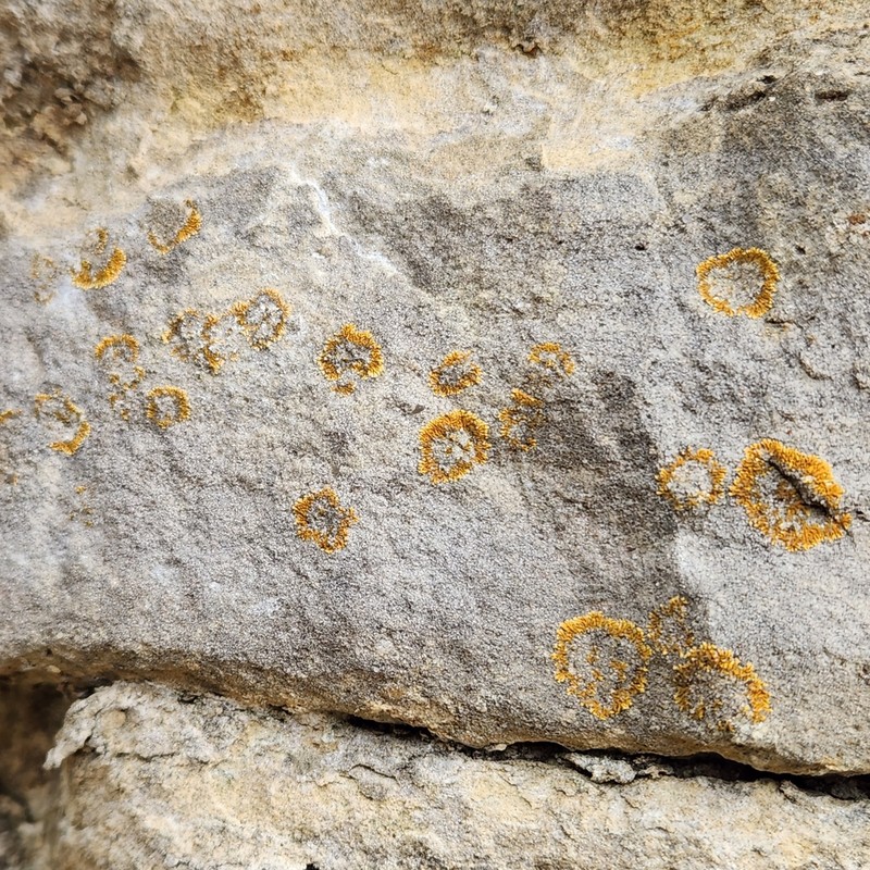 Orange Lichen photo 5