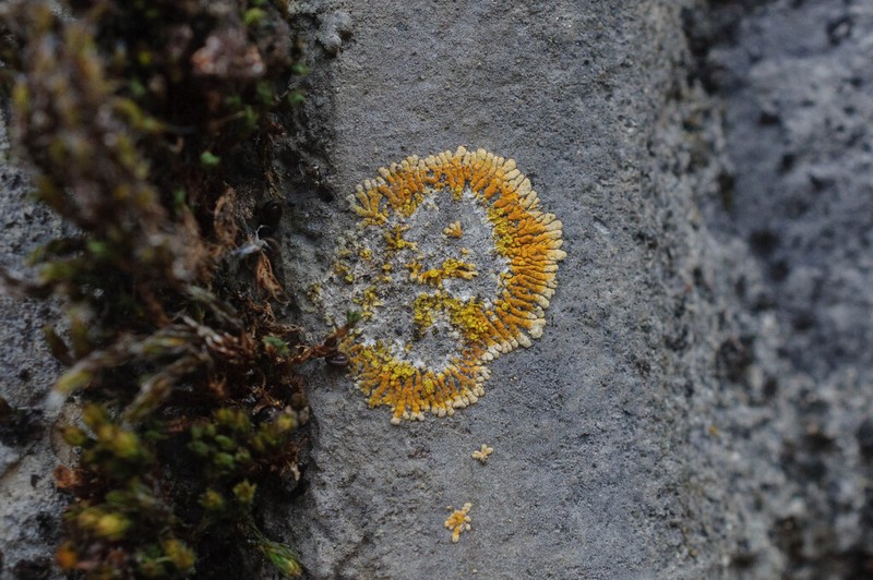 Orange Lichen photo 6