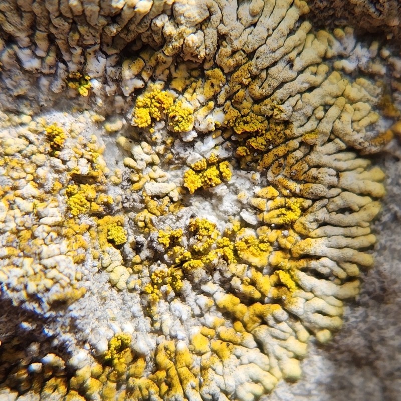 Orange Lichen photo 7