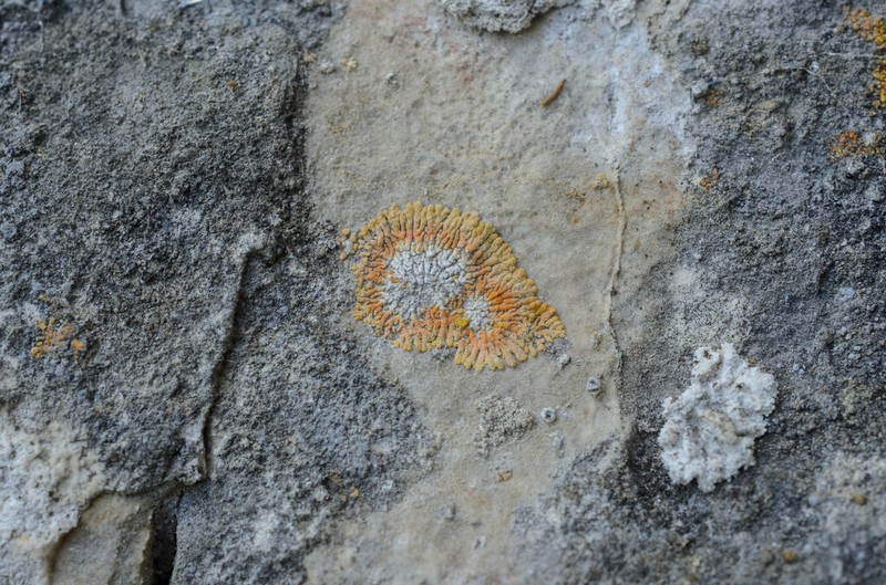 Orange Lichen photo 8