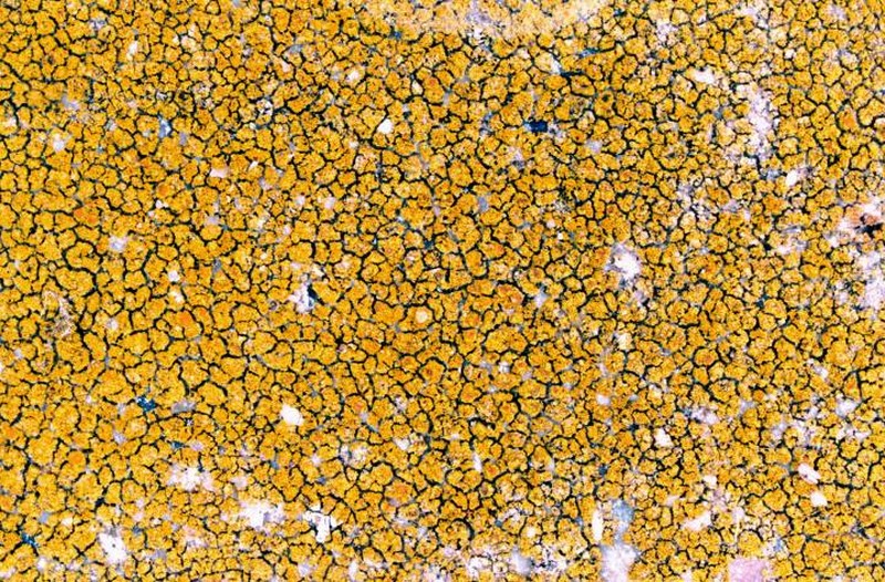Orange Lichen