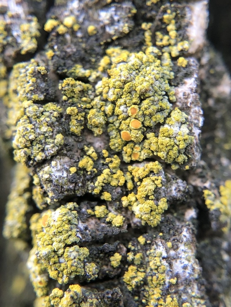 Orange Lichen