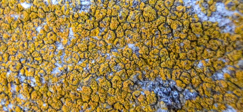 Orange Lichen photo 2