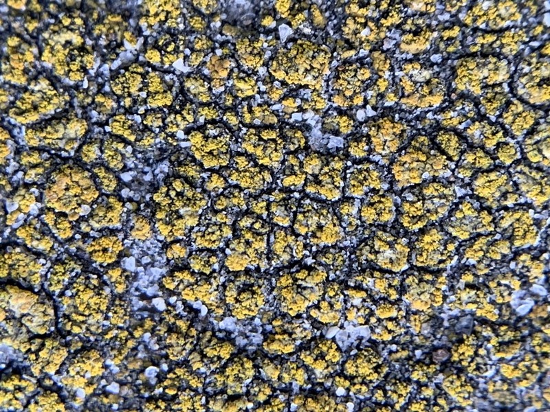 Orange Lichen photo 3