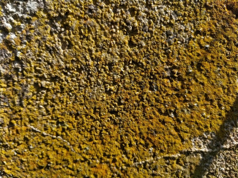 Orange Lichen photo 4