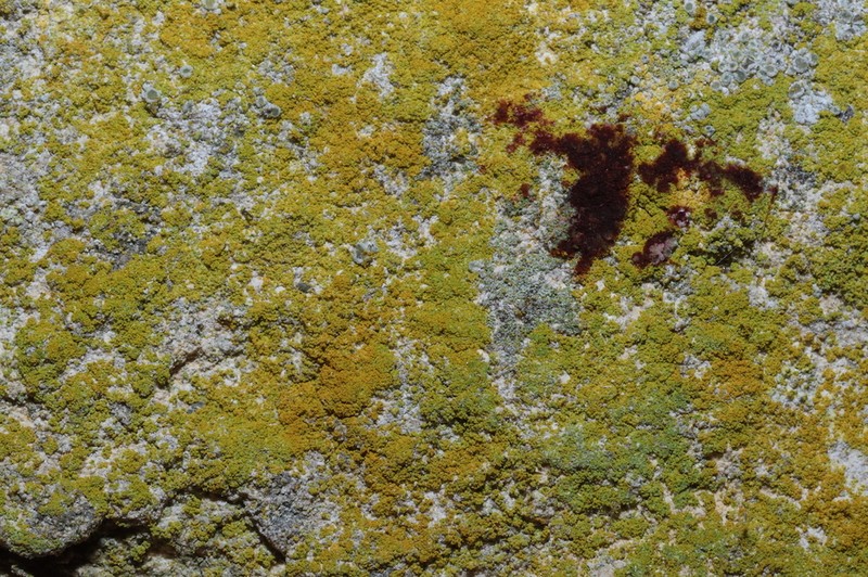 Orange Lichen photo 5