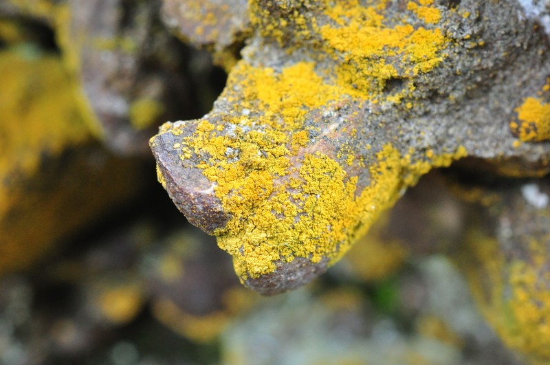 Orange Lichen photo 6