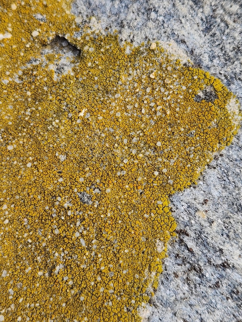 Orange Lichen photo 7